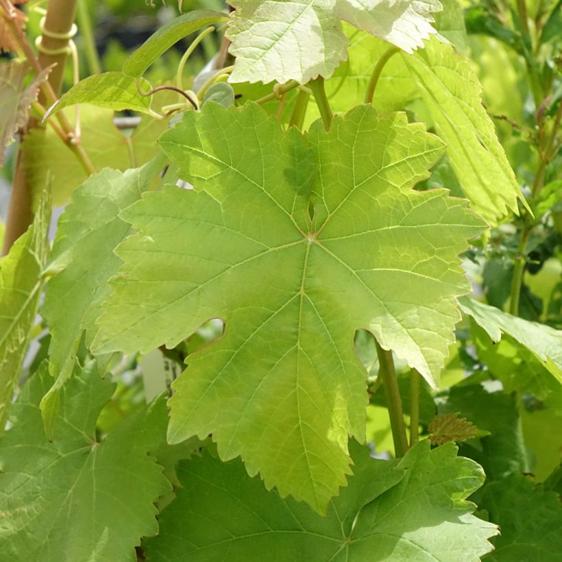 Vitis vinifera Bianca - Grape vine (Foliage)