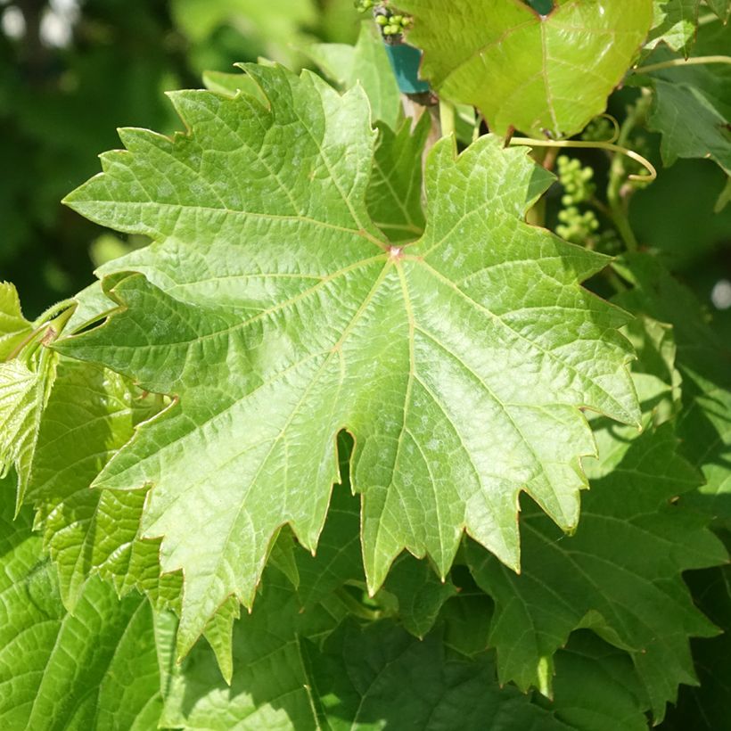 Vitis vinifera Black Magic - Grape vine (Foliage)