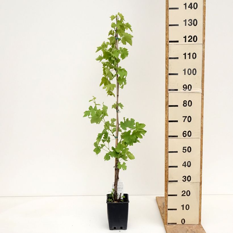 Vitis vinifera Black Magic - Grape vine 1.5L/2L pot sample as delivered in spring