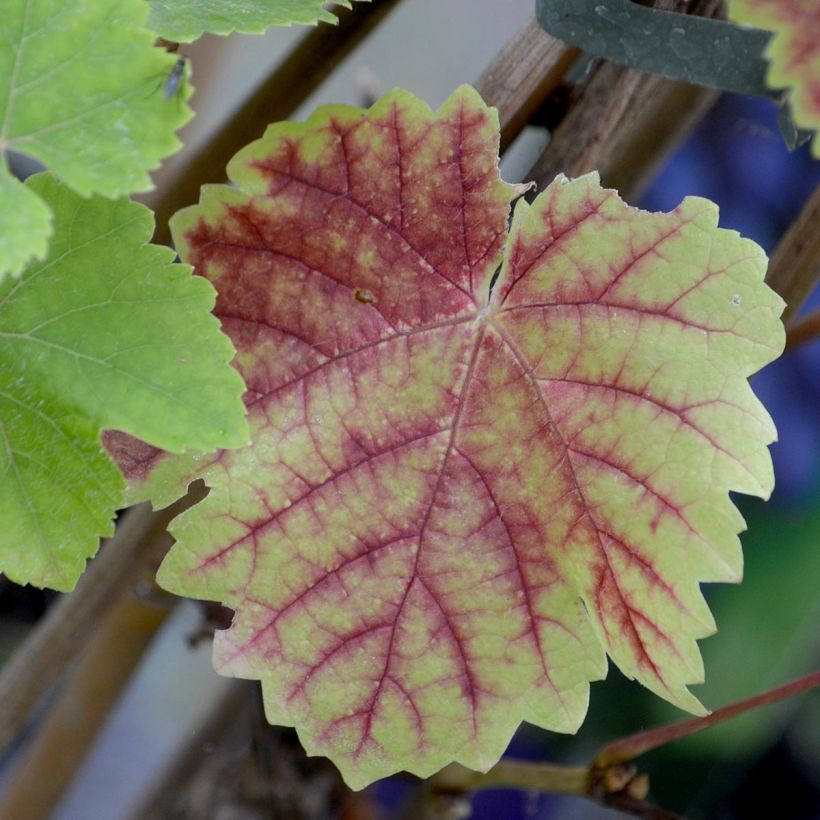 Vitis vinifera Boskoop Glory - Grape vine (Foliage)