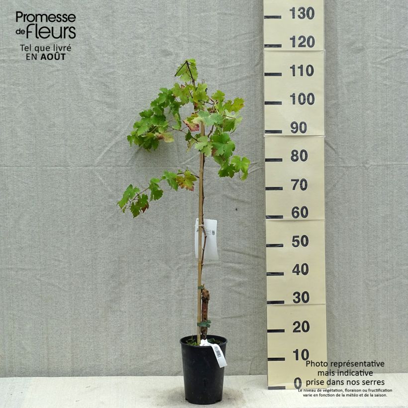 Vitis vinifera Cabernet Sauvignon - Grape vine 1L/1.5L pot sample as delivered in summer
