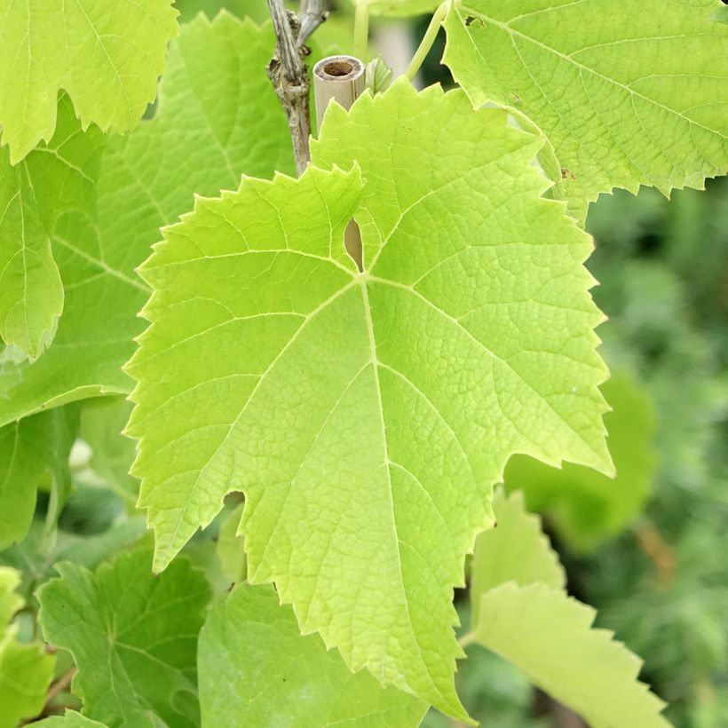 Vitis vinifera Chardonnay - Grape vine (Foliage)