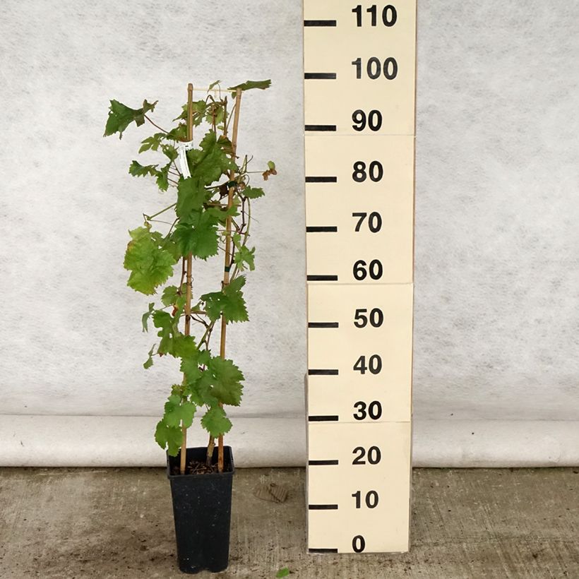 Vitis vinifera Chasselas Doré - Grape vine 2L/3L pot sample as delivered in summer