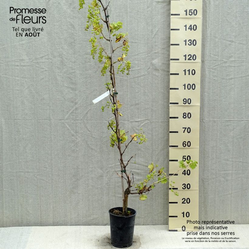 Vitis vinifera Chasselas Fontainebleau - Grape vine 2L/3L pot sample as delivered in summer