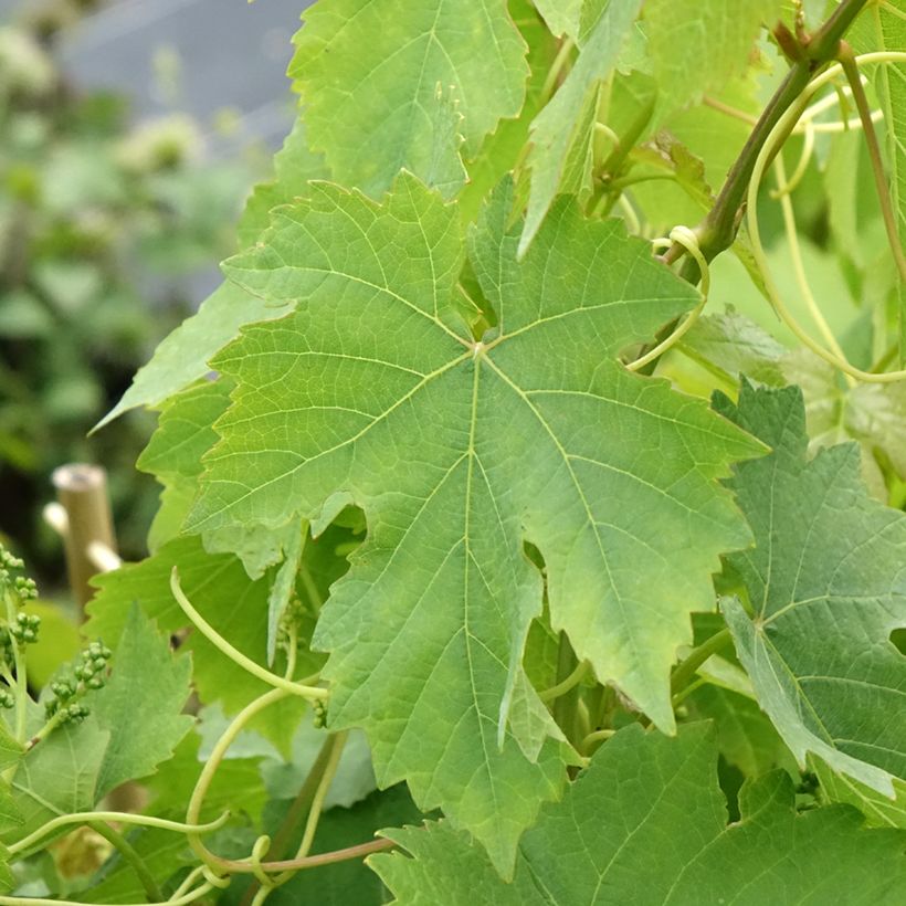 Vitis vinifera Rose Chasselas - Grape vine (Foliage)