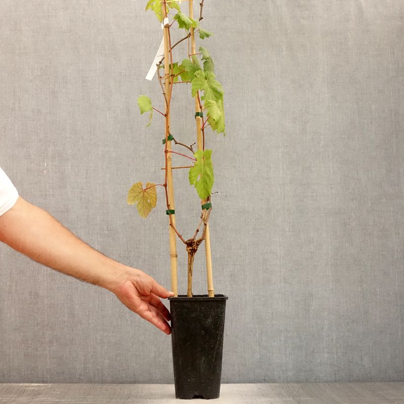 Vitis vinifera Rose Chasselas - Grape vine 2L/3L pot sample as delivered in summer