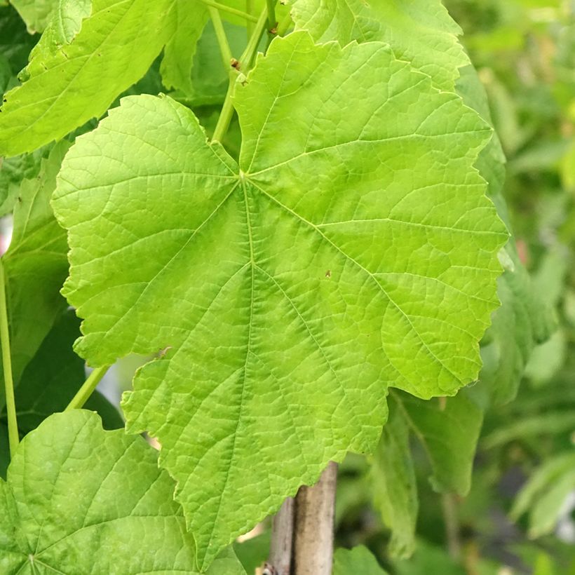 Vitis vinifera Citrina - Grapevine (Foliage)