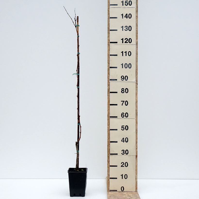 Vitis vinifera Citrina - Grapevine 1.5L/2L pot sample as delivered in winter