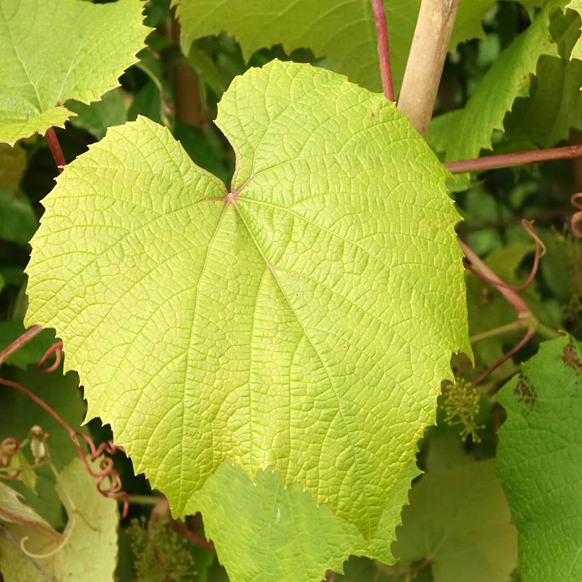 Vitis coignetiae - Ornamental Vine (Foliage)