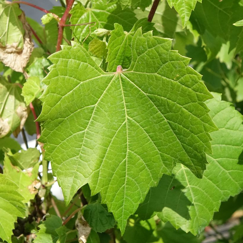 Vitis riparia (Foliage)