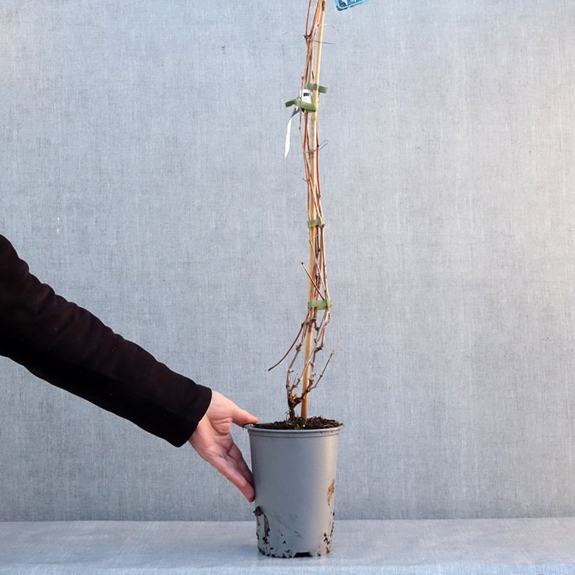 Vitis riparia 3L/4L pot sample as delivered in winter