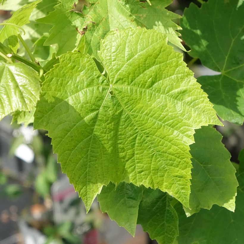 Vitis vinifera Ambra - Grape vine (Foliage)