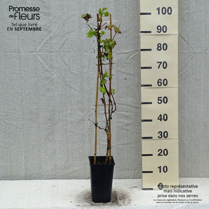 Vitis vinifera Autumn Royal' Table Grape - Seedless red variety 2L/3L pot sample as delivered in autumn