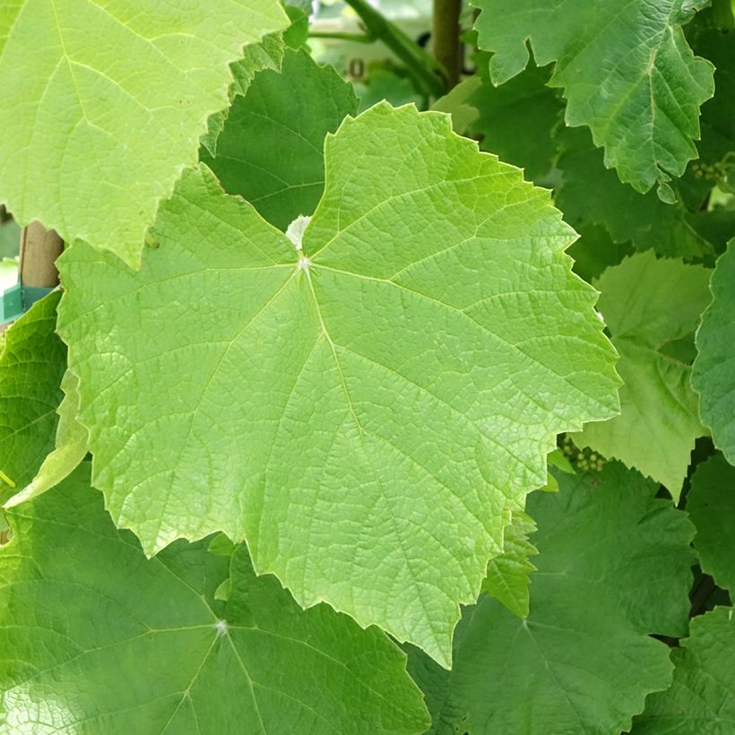 Vitis Francese Bianca - Dessert Grape (Foliage)