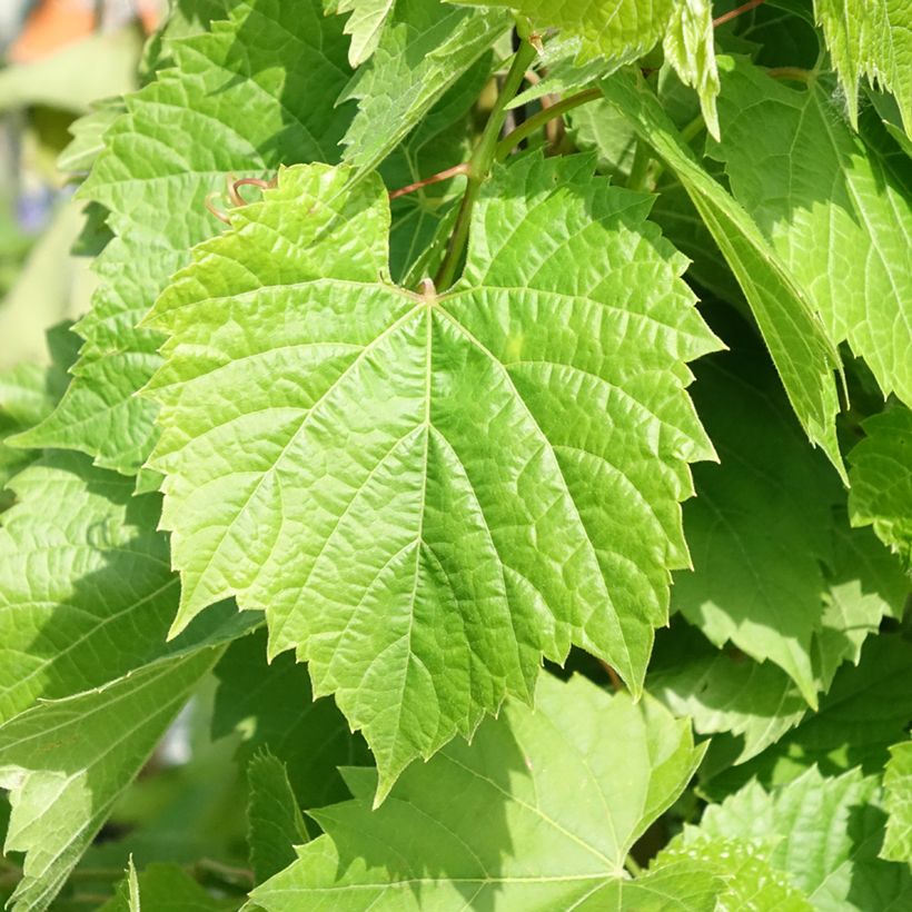 Vitis x hybrida Francese Nera - Dessert Grape (Foliage)
