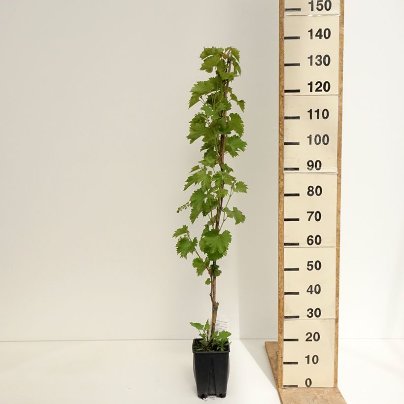 Vitis x hybrida Francese Nera - Dessert Grape 1.5L/2L pot sample as delivered in spring