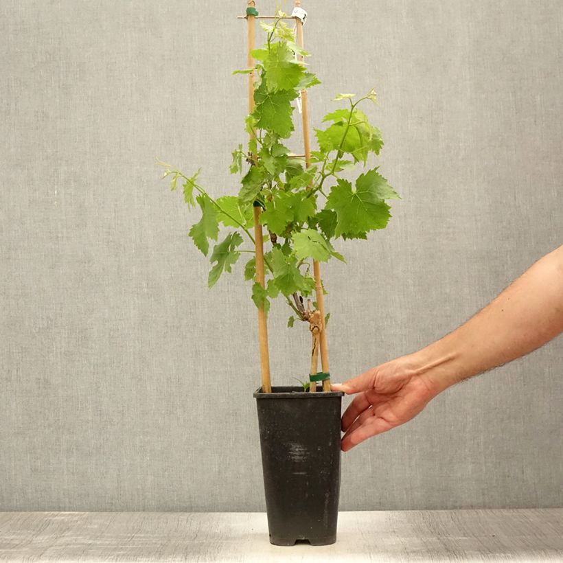 Vitis vinifera Lilla 3L/4L pot 60/70cm sample as delivered in summer