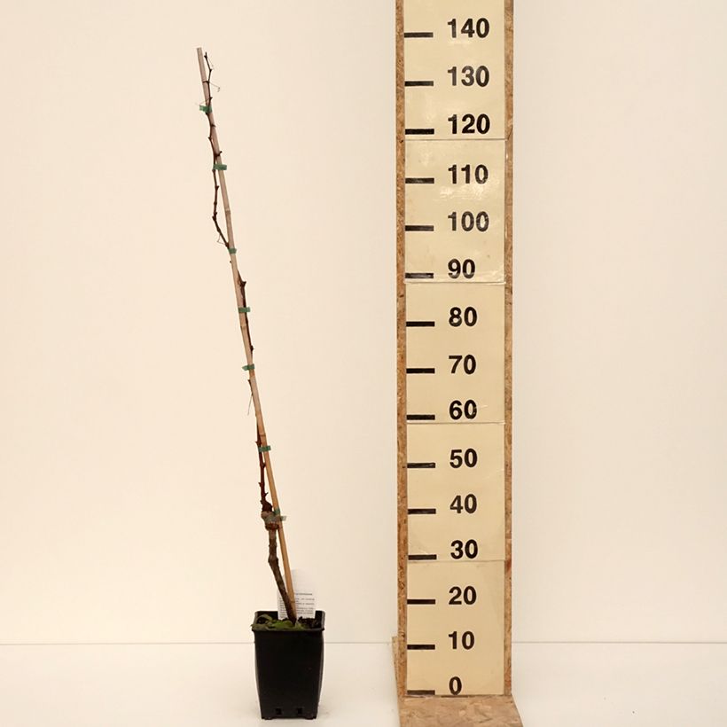 Vitis vinifera Michele Palieri - Grape vine 1.5L/2L pot sample as delivered in winter