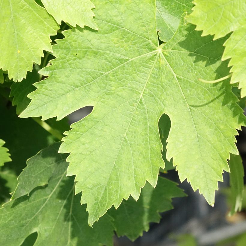 Vitis vinifera Moscato Giallo - Grape vine (Foliage)