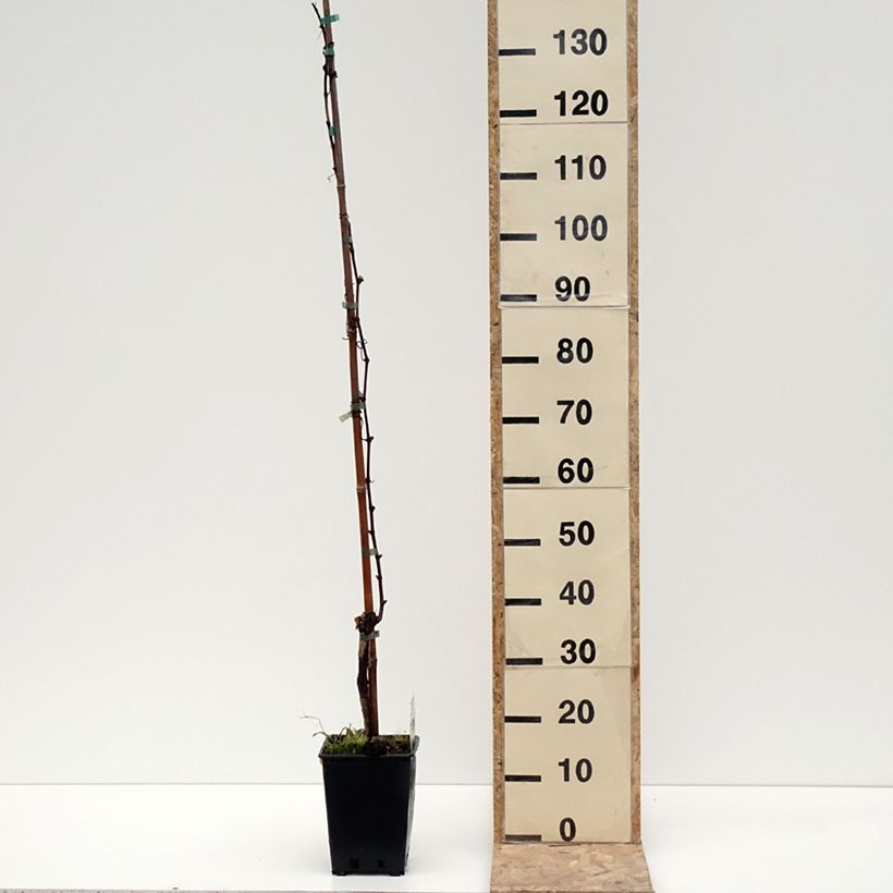 Vitis vinifera Moscato Giallo - Grape vine 1.5L/2L pot sample as delivered in winter