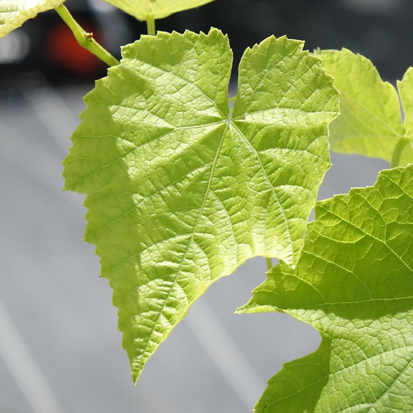 Vitis labrusca x vinifera Opalina - Dessert Grape (Foliage)