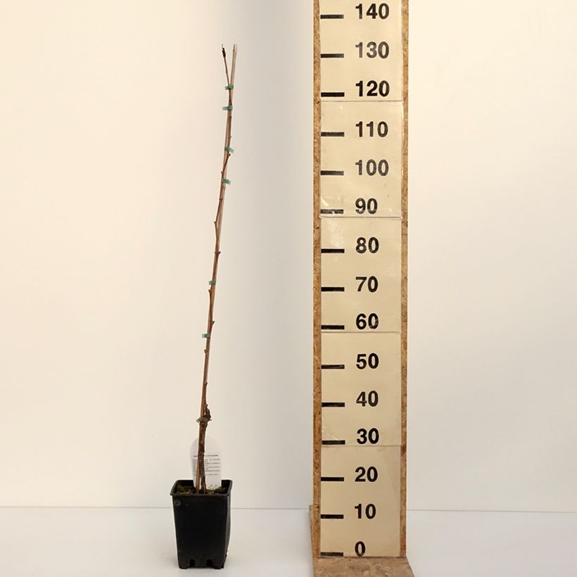 Vitis labrusca x vinifera Opalina - Dessert Grape 3L/4L pot sample as delivered in winter