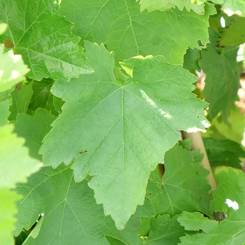Vitis vinifera Pizzutello Bianco, Cornichon blanc, Pizza Tella Bianco - Grapevine (Foliage)