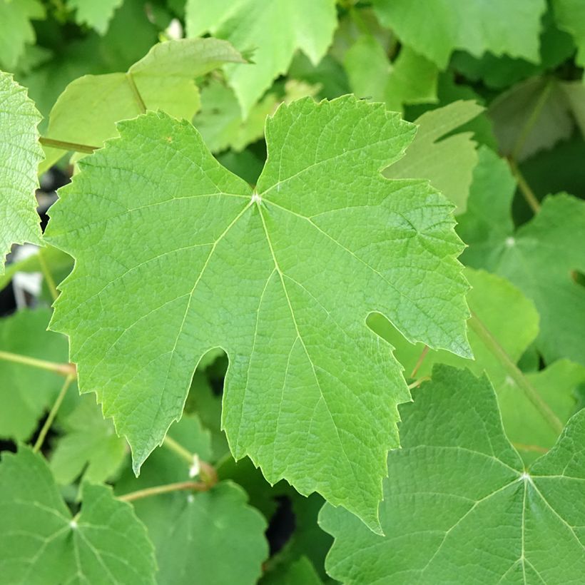 Vitis vinifera Pizzutello Nero - Grape vine (Foliage)