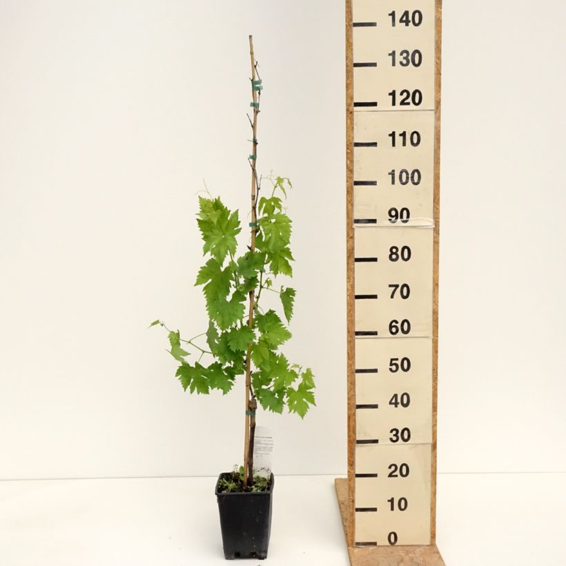 Vitis vinifera Pizzutello Nero - Grape vine 1.5L/2L pot sample as delivered in spring