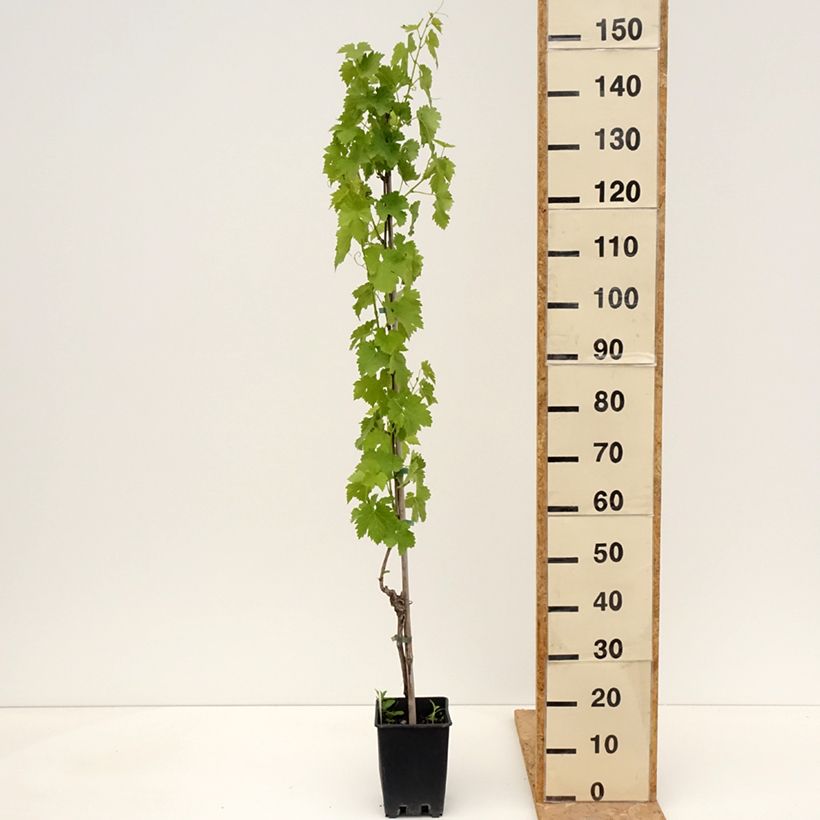 Vitis vinifera Regina dei Vigneti - Grape vine 1.5L/2L pot sample as delivered in spring