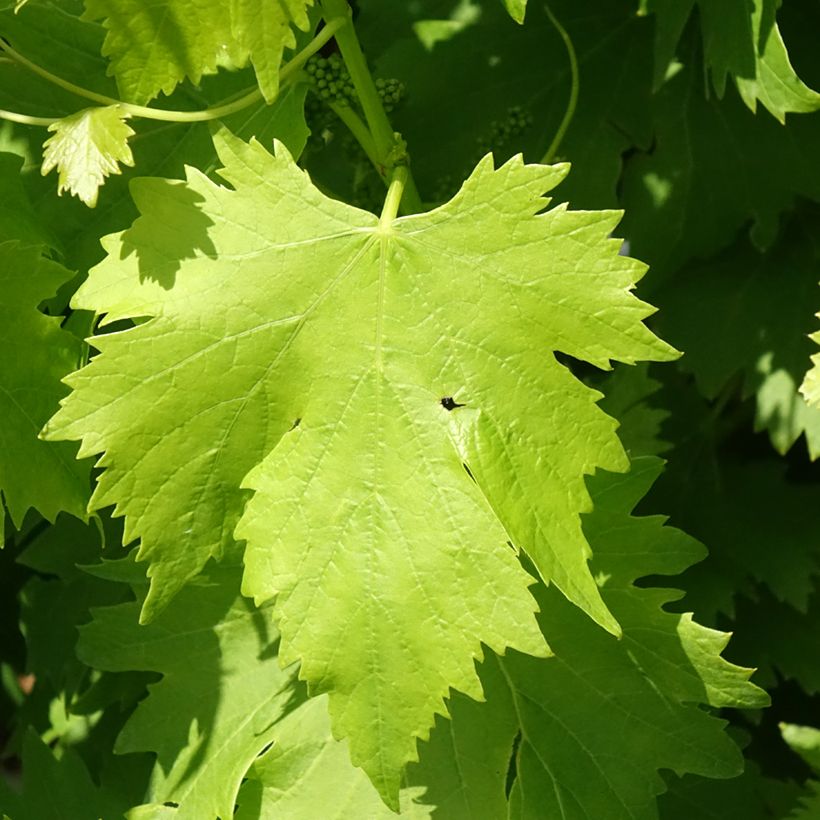 Vitis vinifera Regina Nera - Grapevine (Foliage)