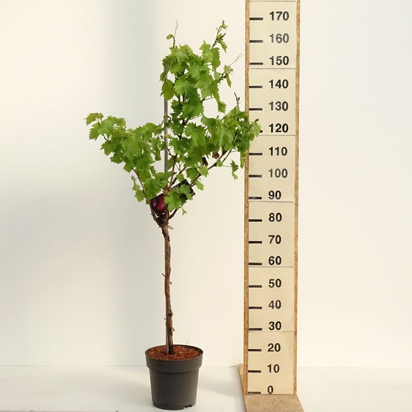 Vitis vinifera Rhea 7.5L/10L pot sample as delivered in spring