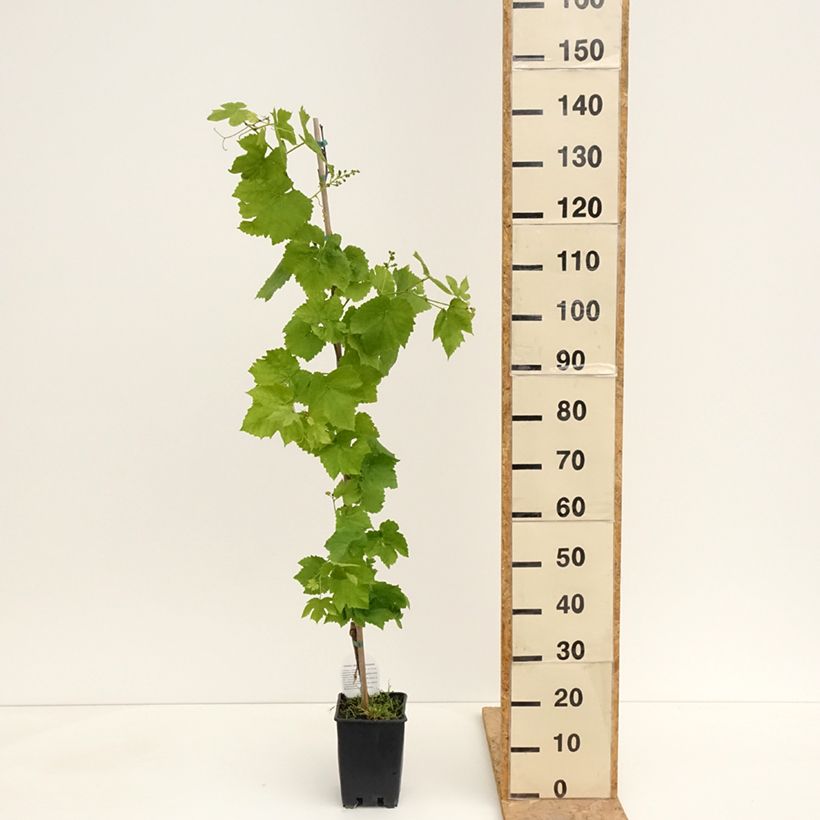 Vitis labrusca x vinifera Topazia - Dessert Grape 3L/4L pot sample as delivered in spring