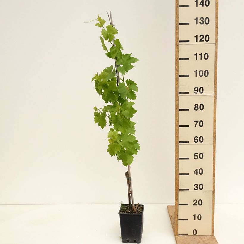 Vitis vinifera Victoria - Grape vine 1.5L/2L pot sample as delivered in spring