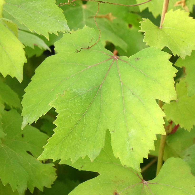 Vitis vinifera Dolcetto - Grape vine (Foliage)