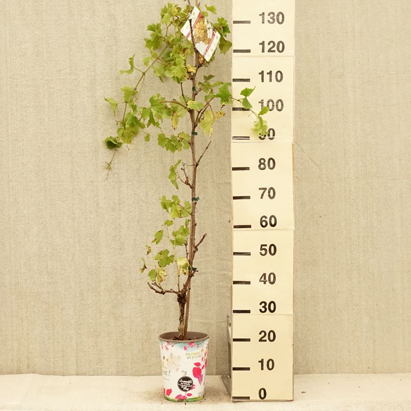 Vitis vinifera Evita - Grape vine 4L/5L pot sample as delivered in summer