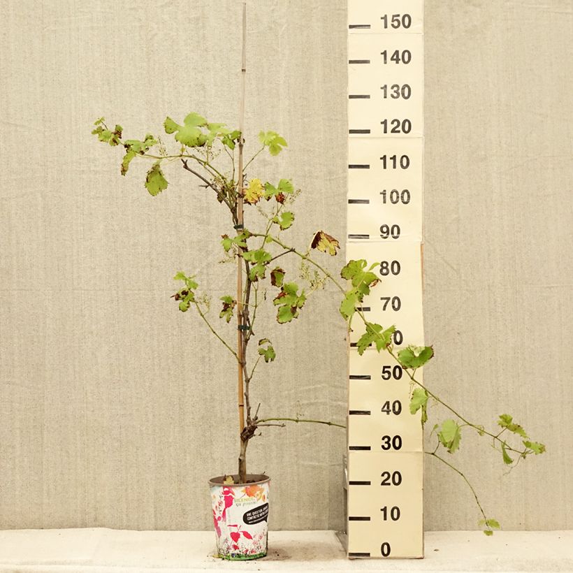 Vitis vinifera Fanny - Grape Vine 4L/5L pot sample as delivered in summer