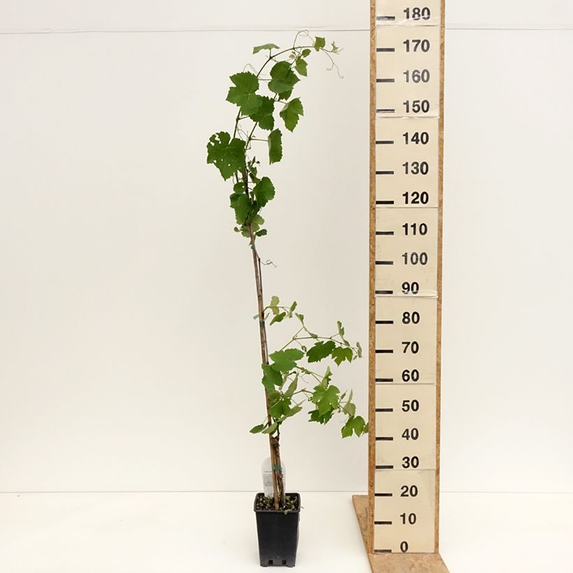 Vitis labrusca x vinifera Fragola Nera Précoce - Dessert Grape 1.5L/2L pot sample as delivered in spring