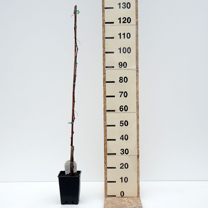 Vitis vinifera Moscato Terracina - Grapevine 1.5L/2L pot sample as delivered in winter