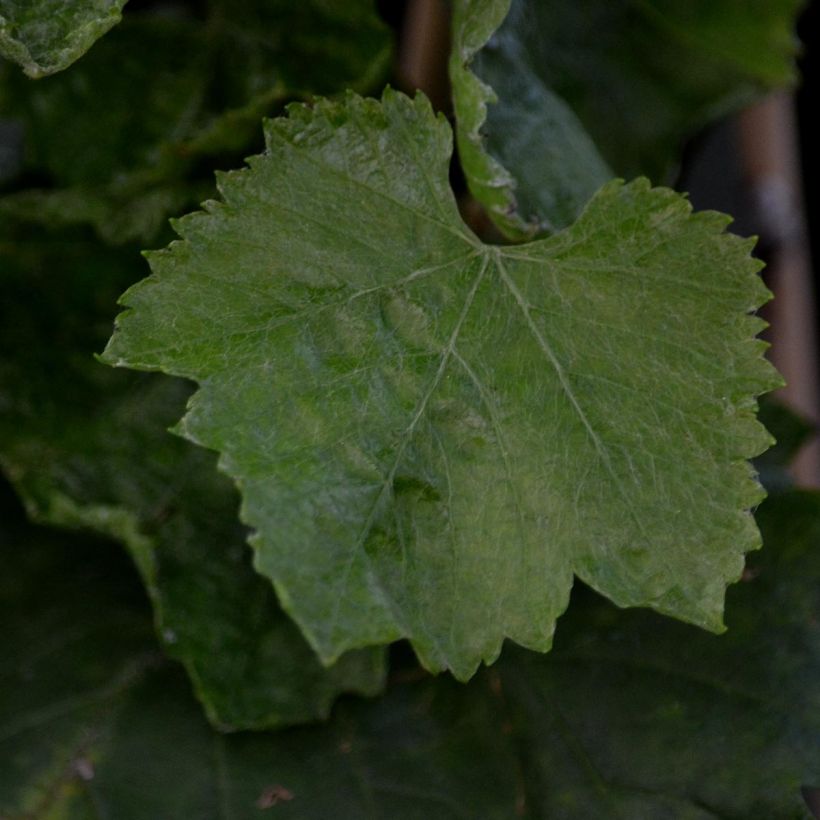 Vitis vinifera Muscat Vine champion - Grape vine (Foliage)