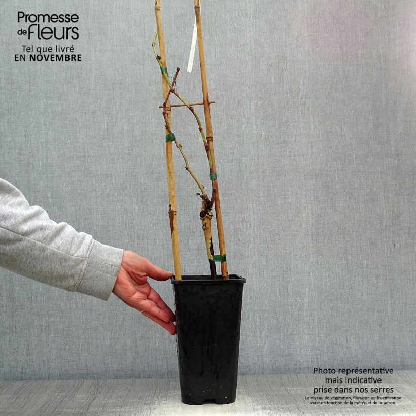 Vitis vinifera Muscat de Hambourg - Grape vine 1.5L/2L pot sample as delivered in autumn