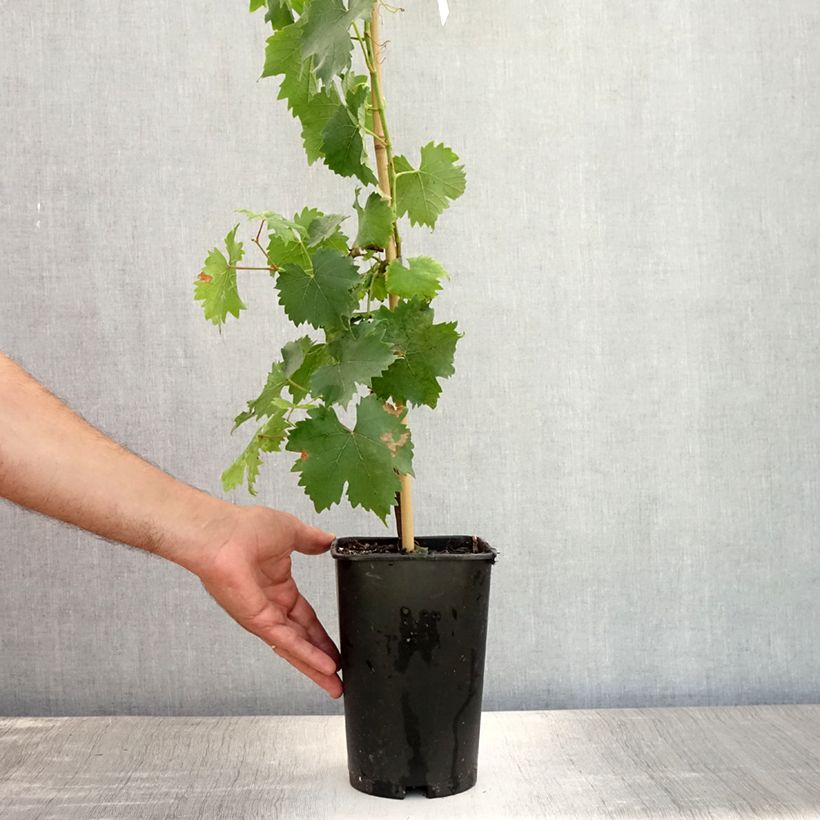 Vitis vinifera Muscat Blanc à Petits Grains - Grape Vine 2L/3L pot sample as delivered in summer