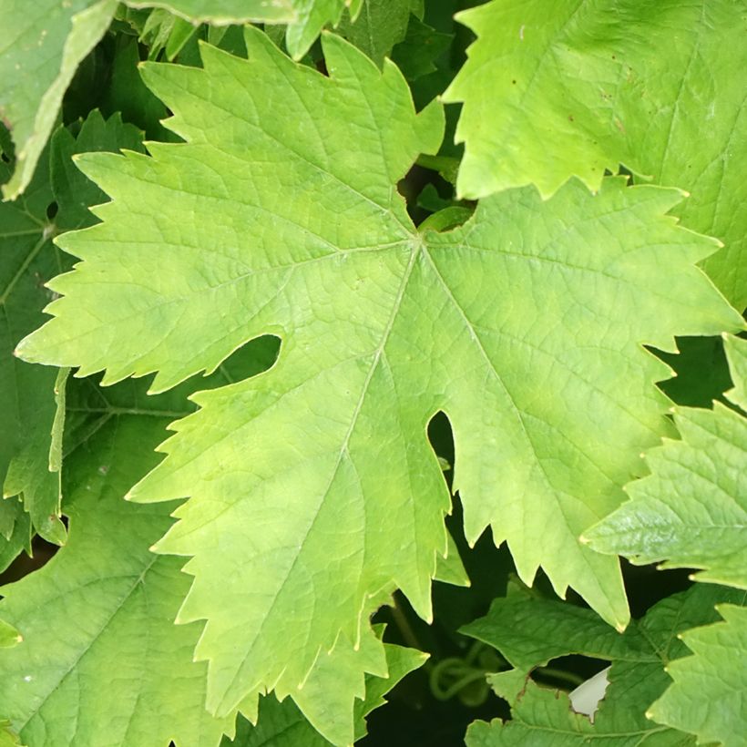 Vitis vinifera Muscat Blanc à Petits Grains - Grape Vine (Foliage)