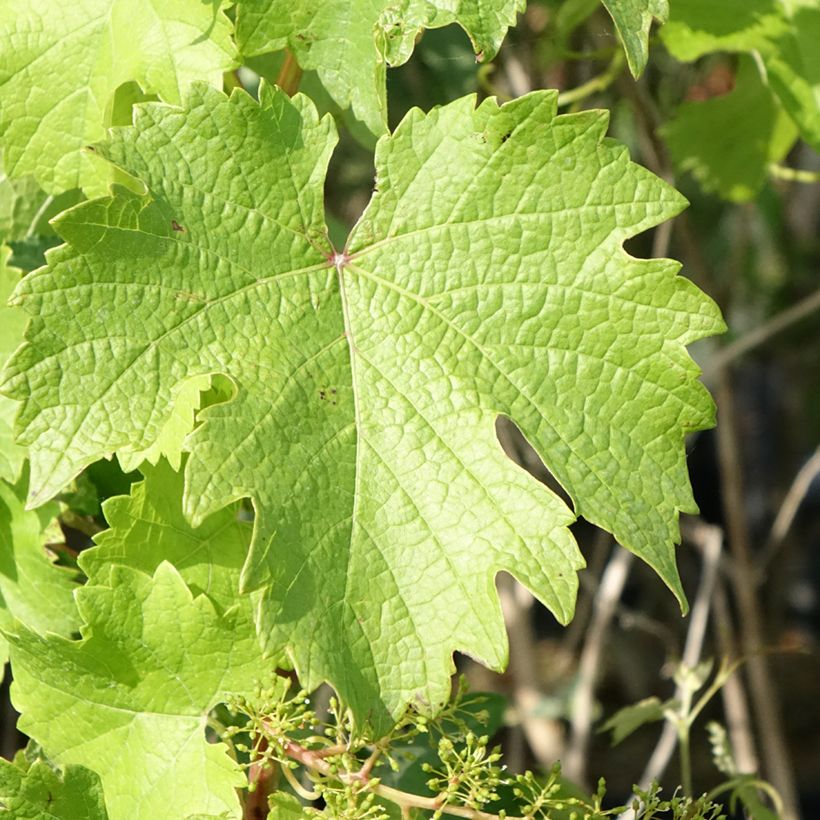 Vitis Nathy-Sauvignac Vign'Happy Fruitality - Grapevine (Foliage)