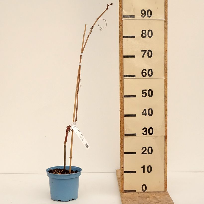 Vitis Nathy-Sauvignac Vign'Happy Fruitality - Grapevine 3L/4L pot sample as delivered in winter
