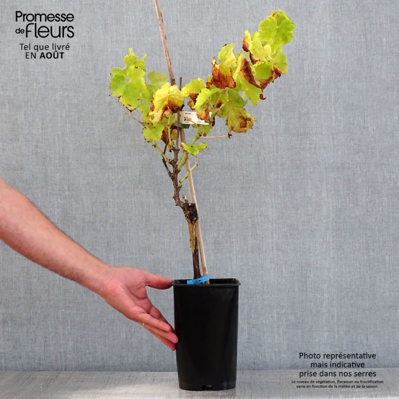 Vitis vinifera Ora - Grape vine 2L/3L pot sample as delivered in summer