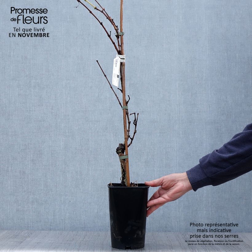Vitis vinifera Perle de Csaba - Grape Vine 1.5L/2L pot sample as delivered in autumn