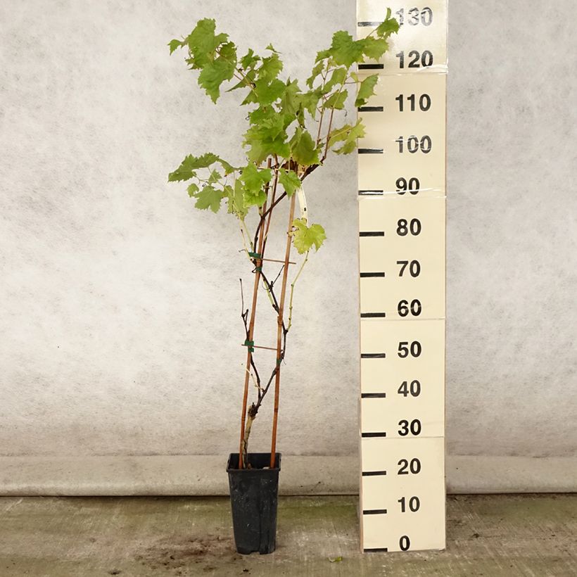 Vitis vinifera Petit Verdot - Grape vine 2L/3L pot sample as delivered in summer