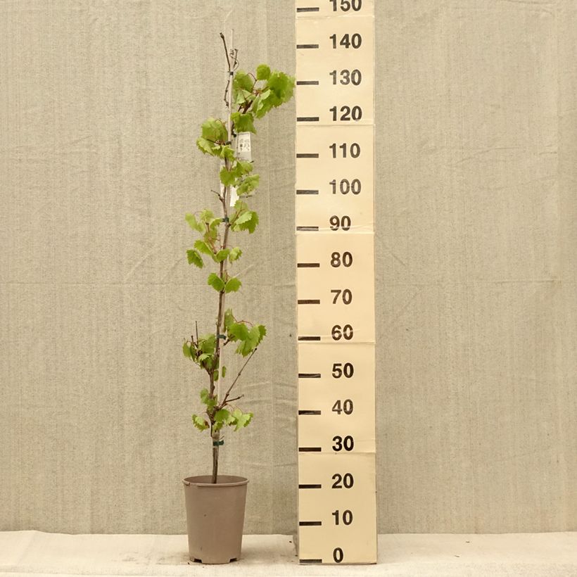 Vitis vinifera Philipp - Grape Vine 4L/5L pot sample as delivered in summer