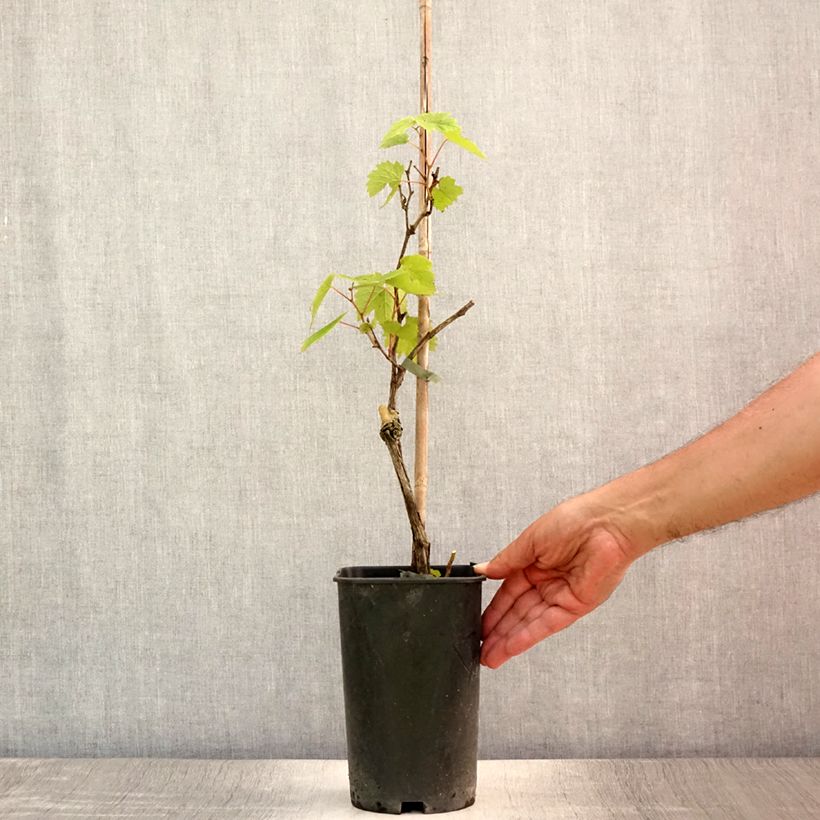Vitis vinifera Pied de Perdrix - Grape Vine 2L/3L pot sample as delivered in summer